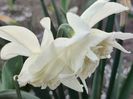 White marvel