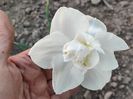 Rose of May