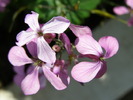 P5031854