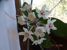 hoya australis tenuipes