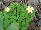 anemone x lipsiensis Vimariensis