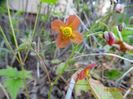 epimedium warleyense