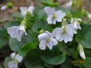 viola Freckles