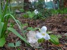 trillium grandiflorum