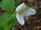 trillium grandiflorum