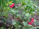 pulmonaria Shrimps on the Barbie