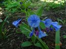mertensia virginica