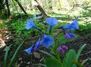 mertensia virginica