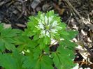 anemone nemorosa Multiplicity