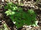anemone nemorosa Multiplicity