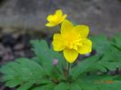 anemone ranunculoides Dago