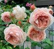 William Morris