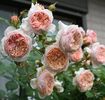 William Morris
