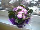 VIOLETE