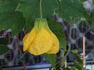 Abutilon galben(22-04-2025)