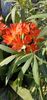 Clivia 1
