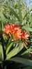 Clivia 2