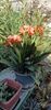 Clivia 3