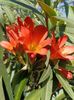 Clivia 4