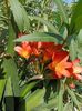 Clivia 6