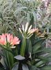 Clivia 7