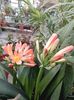 Clivia 8