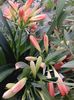Clivia 9