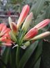 Clivia 10