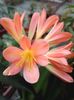 Clivia 11