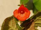Orange Zinger (23-04-2025)'