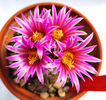 Gymnocactus beguinii