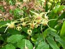 Epimedium Domino