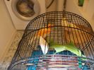 CANARI