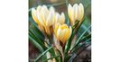bulbi-branduse-romance 4