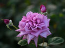 Orchid Masterpeace (tufa) 60