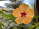 Sylvia Goodman, 60 lei