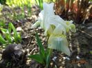 iris suavolens