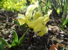 iris suavolens