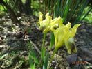 iris suavolens