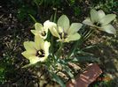 Tulipa Annika