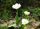 tulipa Finola