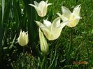 tulipa Marilyn