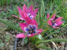tulipa Little Beauty