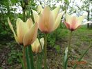 Tulipa Annika