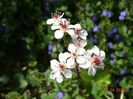 darmera peltata