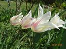 tulipa Marilyn