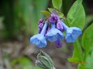 mertensia virginica