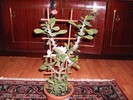 euphorbia