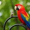Colibri and Ara Parrot