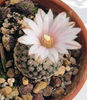 Turbinicarpus valdezianus